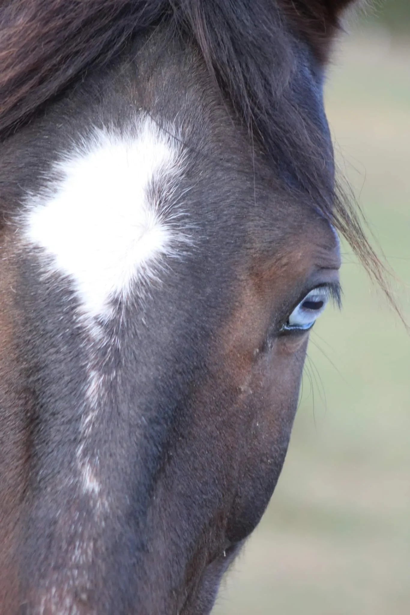 Equine Catalog
